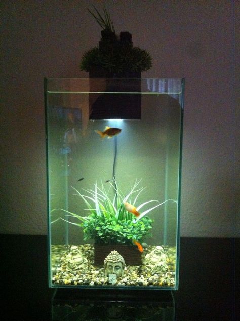 Fluval Chi, Fish Tank Accessories, Betta Fish Tank, Fish Tanks, Fish Tank Decorations, Aquascaping, Freshwater Aquarium, Local History, Betta Fish