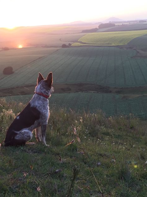 Cheerfulness keeps up a kind of daylight in the mind & fills it with a steady & perpetual serenity. ~ Joseph Addison Google Video, English Bull Terrier, Luxury Residence, Australian Cattle Dogs, Farm Dogs, 20 Euro, Blue Heeler, Australian Cattle Dog, Cattle Dog