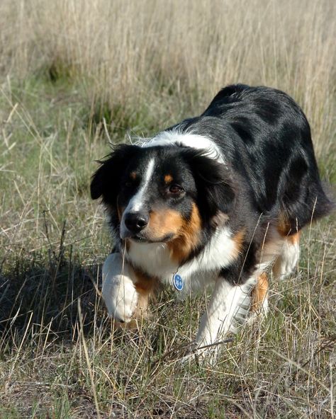 Black Dogs Breeds, Dog Types, Lovers Tattoo, Family Dogs Breeds, English Dogs, Tattoos For Dog Lovers, English Shepherd, Dog Breeds Medium, Farm Dogs