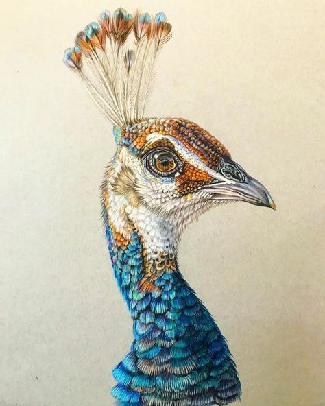 Peacock Drawing With Colour, Peacock Drawing, Mondrian Art, Peacock Pictures, Peacock Painting, Peacock Art, Landscape Art Painting, A Level Art, Color Pencil Art