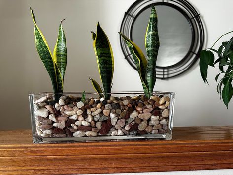 Amazon.com: 2 Pcs Rectangular Flower Glass Vase Clear Glass Planter Decorative Centerpiece Glass Rectangle Vase Planter Box Oblong Glass Plant Pots Terrarium Container for Fish Home Wedding Table, 12 Inch : Home & Kitchen Clear Planter Ideas, Flower Glass Vase, Rectangle Vase, Vase Clear, Fish Home, Terrarium Containers, Glass Planter, Planter Box, Plant Pots