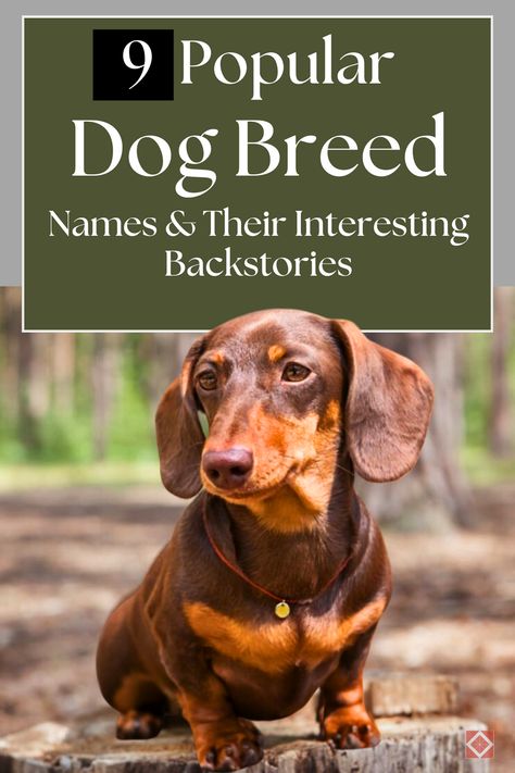 Ever wondered about the stories behind your favorite dog breeds? Dive into the fascinating backstories of 9 popular dog breeds and discover the rich history and origins of their names. From loyal companions to working dogs, learn what makes these breeds so special! 🐶 Dog Breeds Chart, Dog Breed Names, Parson Russell Terrier, Lion Dog, Popular Dog Breeds, Most Popular Dog Breeds, Herding Dogs, Companion Dog, Different Dogs