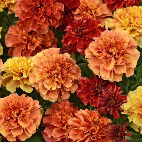 French Marigold, Marigold Seeds, Vertical Vegetable Garden, Garden Layout Vegetable, Indoor Vegetable Gardening, Backyard Vegetable Gardens, Marigold Flower, How To Attract Hummingbirds, Easy Garden