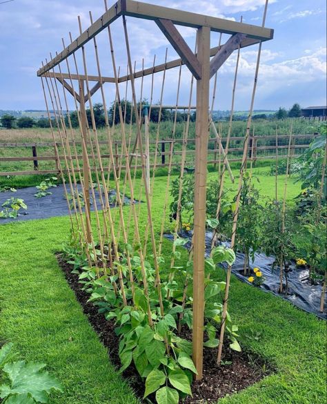 Dream Greenhouse, Bean Trellis, Designer Garden, House Gardening, Patio Gardens, Modern Barndominium, Planters Garden, Fence Garden, House Dream