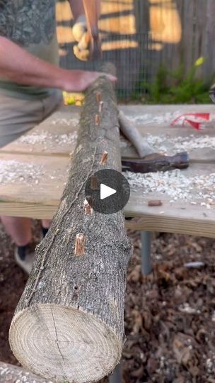 Mushroom Log Garden, Mushroom Foraging Tools, Growing Mushrooms On Logs, Backyard Beehive, Mushroom Harvesting, Growing Chicken Of The Woods Mushrooms, Garden Mushrooms, Oak Logs, Wooden Plugs