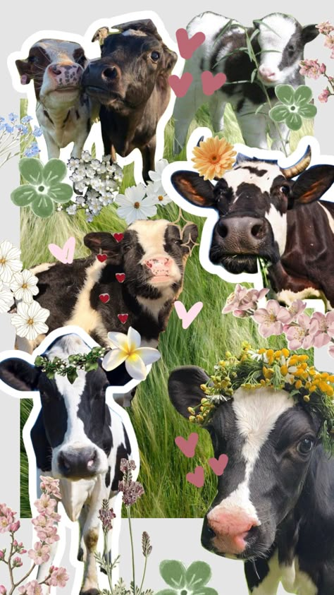 Sunflower And Cows Wallpaper, Highland Cow Wallpaper, Cow Collage, Cows Aesthetic, Cow Pics, Cow Background, Cow Aesthetic, Milk Cows, Cow Poster