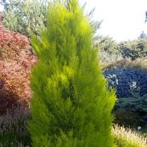 Cupressus Macrocarpa, Cypress Plant, Monterey Cypress, Gold Foliage, Conifer Trees, Low Maintenance Garden, Native Garden, Lush Garden, Trees And Shrubs