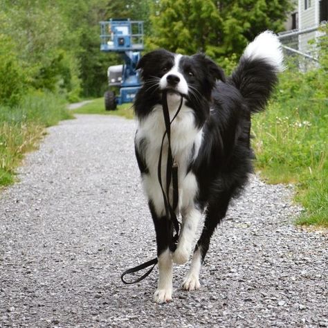 Border Collie Pictures, Border Collie Puppy, Regnul Animal, Collie Puppies, Border Collie Puppies, Australian Shepherds, Border Collie Dog, West Highland Terrier, Border Collies