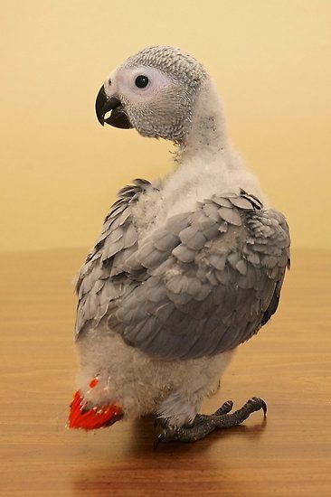 African Grey Parrot Funny, Gray Parrot, Congo African Grey, Senegal Parrot, Bird Breeds, Parrot Pet, Grey Parrot, Funny Parrots, African Grey Parrot