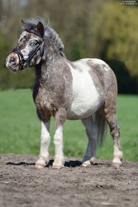 Shetland Pony as cute as can be with pretty blue eyes. Cute Shetland Pony, American Shetland Pony, Shetty Pony, Mini Shetland Pony, Mini Ponies, Mini Shetland, Shetland Ponies, Miniature Ponies, Cute Pony