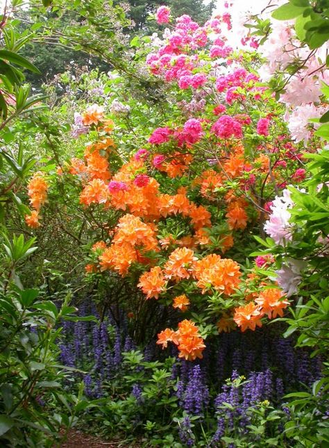 Rhododendron and azalea mix Best Outdoor Plants, Pnw Garden, Pacific Northwest Garden, Northwest Flowers, Plant Combos, Northwest Garden, Northwest Landscaping, Shade Garden Plants, Best Plants