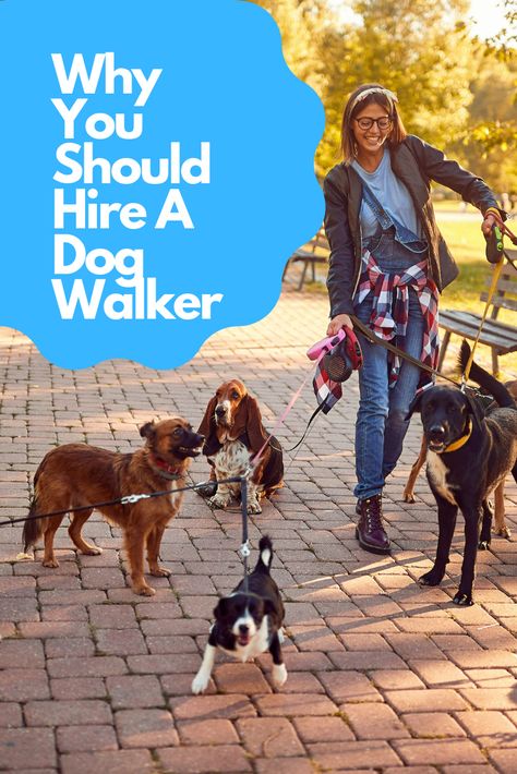 If your like many pet owners, the thought of hiring a stranger to visit your home while your away can be quite daunting. You also may be wondering how to pick the right dog walker for your pet. Should you hire a dog walker? Yes, only if you have the means to do so. The benefits of having your dog walked while you are away are huge. Your dog will be able to socialize, exercise, and add some enjoyment to their day of usually being alone. #pets #dogs #animals #bostonterriers #bostonterrier Dog Walking Services, Dog Corner, Dog Walker Gift, Dog Activities, Dog Blog, Pet Safety, Dog Walker, Dog Sitting, Dog Trainer