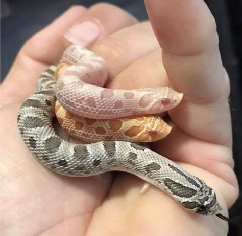 Snake Hognose, Cute Hognose Snake, Hognose Morphs, Hognose Snake Lavender, Hognose Snake Morphs, Eastern Hognose Snake, Pet Snakes, Baby Snakes, Hognose Snake