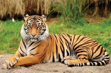 Tiger Study, Tiger Art Drawing, Carnival Pics, Tiger Pics, Tiger Photos, Tiger Facts, Jim Corbett National Park, Tiger Images, Elephant Print Art