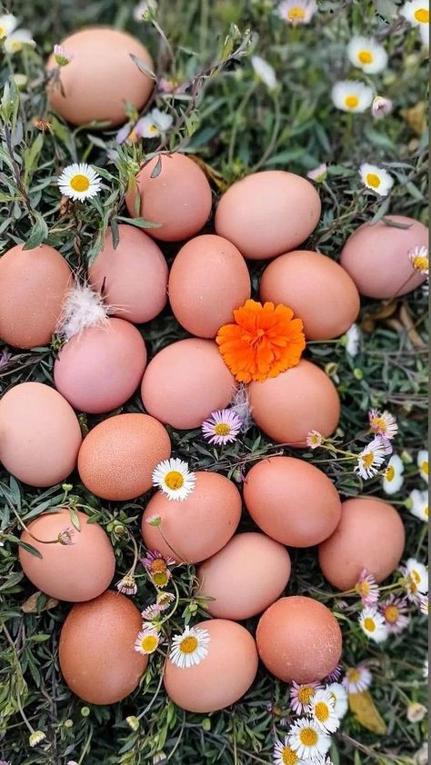 Farm Fresh Eggs Picture, Aesthetic Cottages, Egg Images, Backyard Homestead, Eggs Image, Egg Pictures, Chicken Images, Forest Life, Spring Things