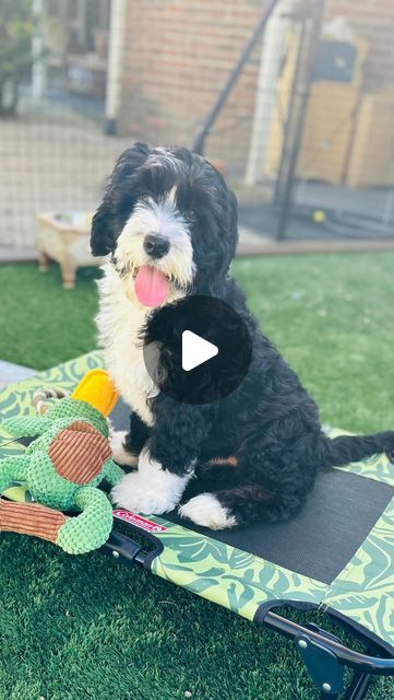 Spring Valley Bernedoodles on Instagram: "Meet Pepper! 🐾 He is a Multigen Australian Bernedoodle that is ready to meet his forever family! He is the definition of best bud! He will be around 25 lbs full grown! 
Txt “Pepper” to  530-632-9369 for more info on this little guy! 🐾" Mini Bernedoodle Full Grown, Bernedoodle Full Grown, Mini Bernedoodle, Spring Valley, Best Bud, Forever Family, To Meet, Daisy, Doodles