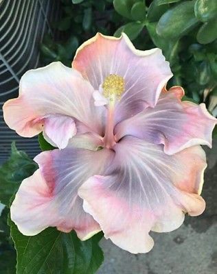 Hibiscus Seeds, Growing Hibiscus, Flower Tropical, Perennial Flower, Hibiscus Plant, Nothing But Flowers, Giant Flowers, Flower Therapy, Fresh Flower