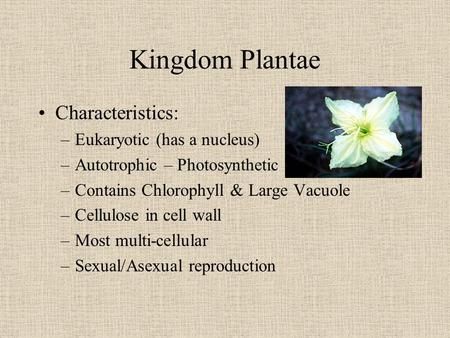 Kingdom Plantae Characteristics: Eukaryotic (has a nucleus) Kingdom Plantae Notes, Kingdom Plantae, Study Biology, Grade 12, Biology Notes, Cell Wall, Photosynthesis, School Work, Biology