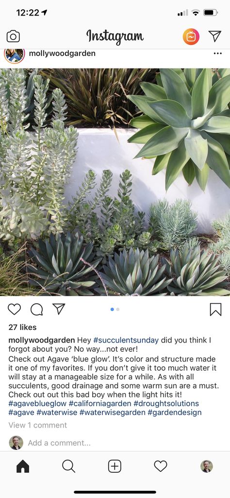 California Landscaping, Agave Blue Glow, Courtyard Plants, Waterwise Garden, Mediterranean Plants, California Garden, Wood Garden, Stucco Walls, Blue Glow