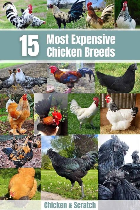 Chicken Breeds With Pictures, Chickens Backyard Breeds, Raising Chickens 101, Different Breeds Of Chickens, Sussex Chicken, Laying Chickens Breeds, Raising Chicks, Types Of Chickens, Backyard Chicken Farming