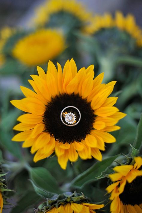 Sunflower wedding flowers