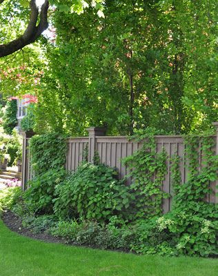 English Style Garden, Gas Plant, Bouquet Of Peonies, English Garden Design, Cedar Fence, Three Dogs, Outside Patio, Garden Water, Backyard Fences