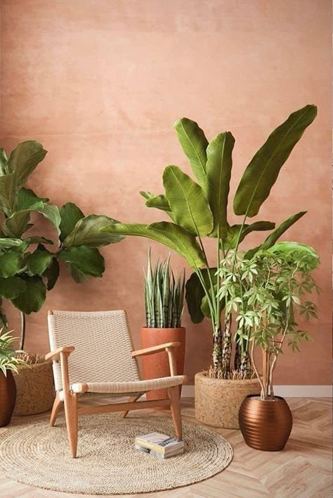 Terracota Limewash Wall, Terracota Kitchen Ideas, Terracotta Limewash Bedroom, Limewash Terracota, Terra Cotta Interior Design, Orange Limewash Walls, Desert Aesthetic Living Room, Light Peach Walls, Terracotta Limewash Walls