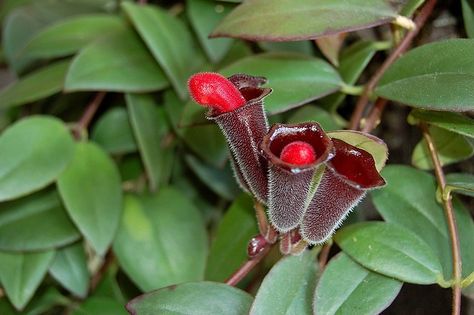 Nothing brightens up a room like a flowering plant, especially the Aeschynanthus lipstick vine. Growing lipstick plants is not difficult with proper care. Learn more in this article. Mint Herb, Hanging Plants Diy, Snake Plant Care, Lipstick Plant, Making Plant Pots, Plant Care Houseplant, Ivy Plants, Garden Vines, Aromatic Plant