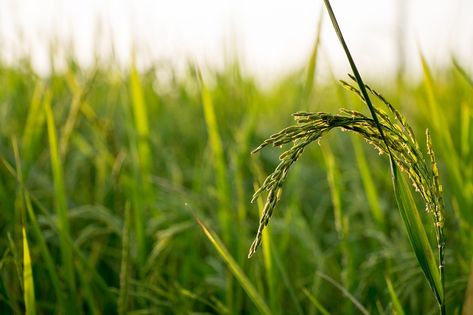 Rice Field Farm - Free photo on Pixabay Chingam 1 Wishes, Chingam 1, Growing Rice, Wheat Grass Shots, Rice Crop, Edible Grass, Rice Plant, Truth Of Life, Help Losing Weight