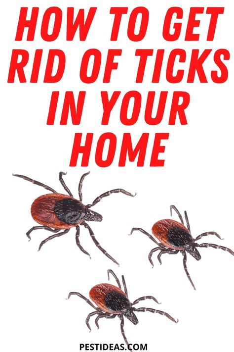 Got ticks in your home? Learn how to get rid of them with these easy to implement strategies- Keep your house free of ticks Ticks In The House, How To Get Rid Of Ticks In The House, How To Get Rid Of Ticks On Dogs, How To Get Ticks Off Dogs, Ticks On Cats, Natural Remedies For Ticks On Dogs, Best Flea And Tick Prevention For Dogs, Natural Flea And Tick Prevention For Dogs, All Natural Flea And Tick Spray For Dogs