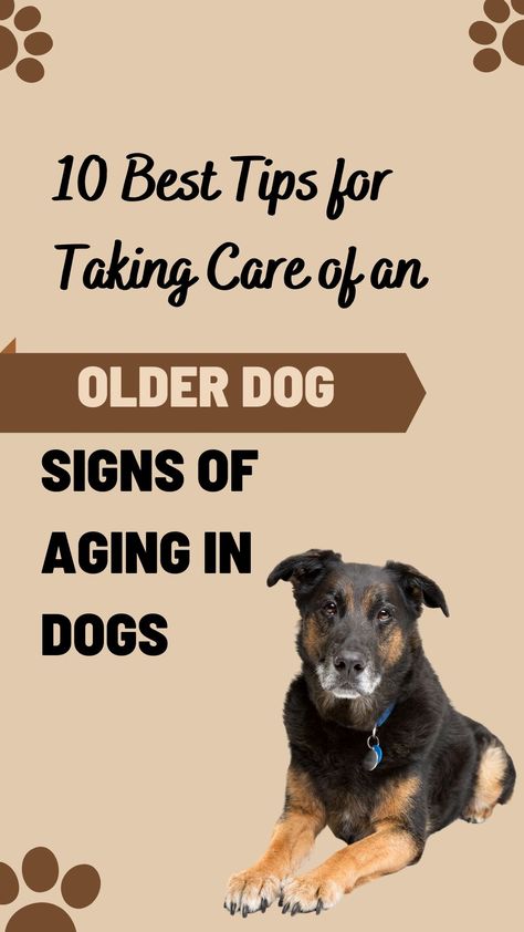 Taking Care of an Older Dog Older Dogs Care Tips, Senior Dog Care Tips, Senior Dog Care, Elderly Dog Care Tips, Senior Dogs, Senior Dogs Care, Dog Wellness, Elderly Dogs, Dog Advice