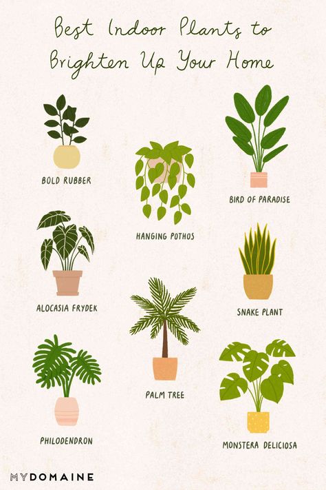 8 Beautiful Low-Light Plants to Brighten Up Your Home Short Painting, Plant Presentation, Cactus Names, Plant Care Houseplant, Philodendron Monstera, Patio Garden Design, Best Indoor Plants, Low Light Plants, Bedroom Plants