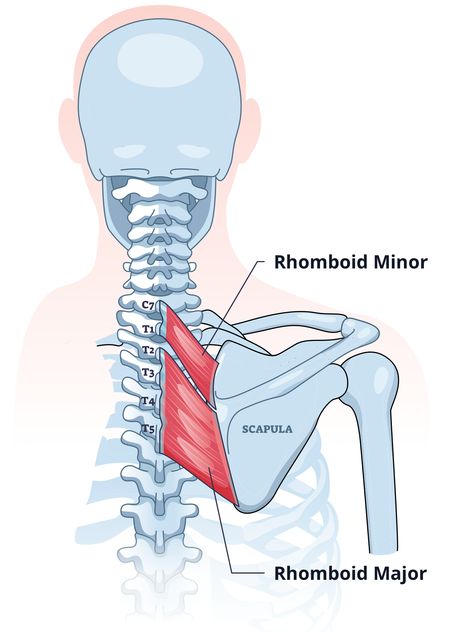 The rhomboids are made up of two muscles – the rhomboid major and rhomboid minor. Together, these muscles form the ‘rhomboid’ shape. The rhomboid major is the larger muscle, and sits below the rhomboid minor. Rhomboid Major, Rhomboid Exercises, Pull Day Workout, Upper Back Muscles, Bicep Muscle, Chronic Lower Back Pain, Human Body Anatomy, Muscle Anatomy, Human Anatomy And Physiology