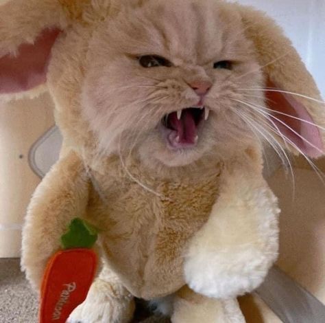 Angry Cute, Funny Pictures Of Cats, Angry Rabbit, Pp Cute, Pp Aesthetic, Cats In Clothes, Emoji Cute, Cute Animals Puppies, Animal Sweatshirt