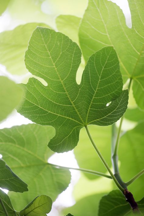 Fig Tree Photography, Fig Tree Leaves, Fig Tea, Fig Fruit Photography, Dirt Girl, Ficus Carica, The Fig Tree, Leaf Structure, Mediterranean Aesthetic