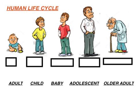 Human Life Cycle For Kids, Young Ones Of Animals, Life Cycle Worksheet, Life Cycles Preschool, Worksheets For 2nd Grade, Stages Of Human Development, Human Life Cycle, Cycle Photo, Cycle For Kids