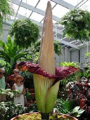 Amorphophallus Titanium (Corpse Plant): The Largest Flower in the World Only Blooms Every 40 Years - Owlcation Amorphophallus Titanum, Titan Arum, Corpse Flower, Strange Flowers, Weird Plants, Wonderful Flowers, Unusual Plants, Unusual Flowers, Rare Flowers