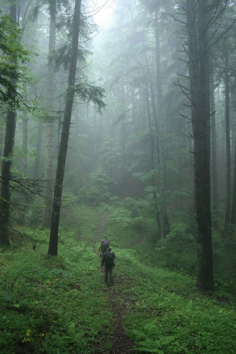 Tracking bears, early morning in the east Carpathian forests of Transylvania.