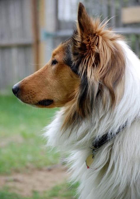 Scottish Collie Thane, displaying a nice side profile. Drawing Inspo Sketch, Dog Daycare Business, Inspo Sketch, Welsh Sheepdog, Easy Drawing Step By Step, Scotch Collie, Rough Collies, English Shepherd, Dog Drawings