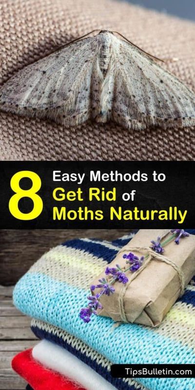 Moths In Closet, Clean Painted Walls, Starting Garden, Decorating With Art, Planting Seed, Getting Rid Of Moths, Farming Garden, Pantry Moths, Drying Mint Leaves