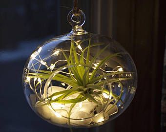 Plants Hanging In Window, Globe Terrarium, Air Plants Diy, Hanging Glass Terrarium, Plant In Glass, Hanging Plants Diy, Green Studio, Plants Hanging, Desert House