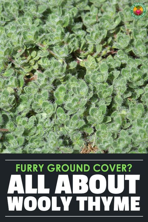 As a ground cover or edging plant, wooly thyme is easy to start and maintain. Our growing guide reveals all the best care tips! #groundcover #thyme Growing Herbs In Pots, Wooly Thyme, Thyme Plant, Growing Food Indoors, Thyme Flower, Growing Herbs Indoors, Creeping Thyme, Edging Plants, Types Of Herbs