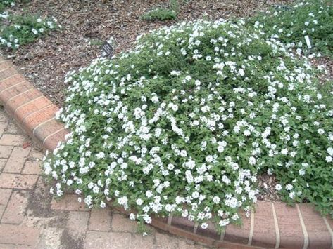 White Trailing Lantana, White Lantana, Trailing Lantana, Gardening Beds, Lantana Flower, Lantana Plant, Low Growing Shrubs, Front Yard Plants, Ground Cover Plants