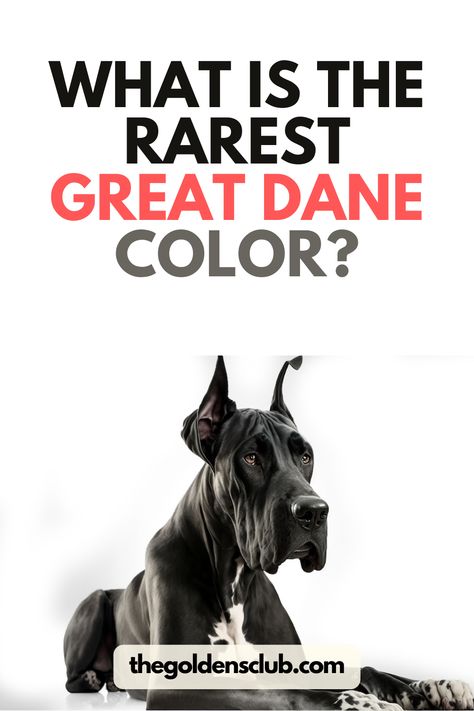 We are huge fans of Great Dane dogs around here. And how couldn’t we be? These dogs are literal angels walking on Earth with us. Great Dane Kennel Ideas, Dalmatian Great Dane, Great Dane Wallpaper, Great Dane Grey, Great Dane Quotes, Great Dane Lab Mix, Great Dane Colors, Brindle Great Dane, Blue Merle Great Dane