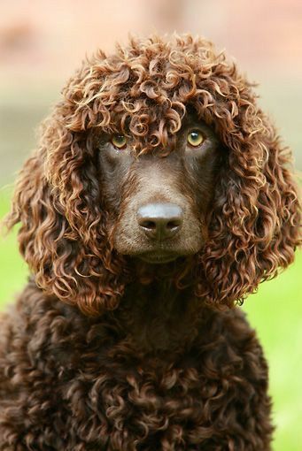 spaniels, the Irish Water Spaniel is instantly recognizable by its crisply curled coat and tapering 'rat tail.' Among the champion swimmers of dogdom, the alert and inquisitive IWS is hardworking and brave #dog # dog wallpaper # dog aesthetics # dog wallpaper background # dog lover # dog pics # cutest dog breeds Dog Breeds That Dont Shed, Top 10 Dog Breeds, Irish Water Spaniel, American Water Spaniel, Field Spaniel, Curly Coated Retriever, Water Spaniel, Dogs Grooming, Poodle Love