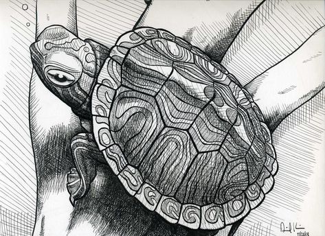 Red Eared Slider Turtle Tattoo, Slider Turtle Tattoo, Turtle Sketch, Turtle Artwork, Red Eared Slider Turtle, Slider Turtle, Red Eared Slider, Turtley Awesome, Snapping Turtle