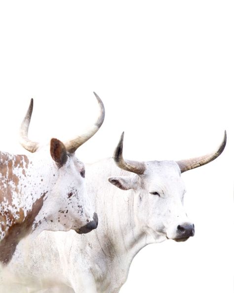 Kenyan cattle. Nguni Cattle Photography, Cattle Photography, Nguni Cows, Symbols Of Peace, Nguni Cattle, Peace And Prosperity, Happy Cow, Western Wall Art, Cowboy Up