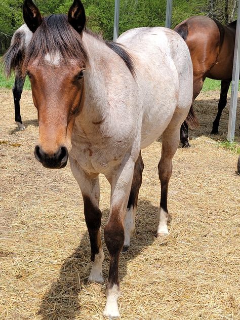 Bay roan Quarter Horse yearling Roan Quarter Horse, Blue Roan Horse, Island Horse, Aqha Horses, Horse Markings, Horse Coat Colors, Horse Coats, Pinto Horse, Most Beautiful Animals