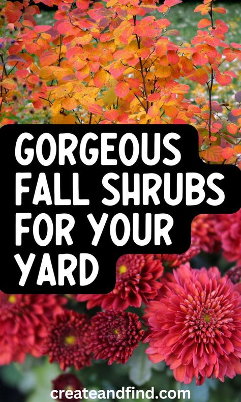 Fall blooming shrubs. Zone 8b Fall Flowers, Zone 6 Backyard Landscaping, Backyard Corner Landscaping Ideas Shade Plants, Four Season Flower Bed, Front Of House Fall Landscape Ideas, Zone 9 Fall Garden, Zone 7b Landscaping Front Yards, Fall Flower Planting, Fall Landscaping Front Yard Flower Beds