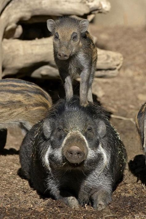 A six-week-old Visayan warty pig plays king of the mountain atop of an adult pig at the San Diego Zoo. Wild Pig, Nature Pics, Baby Pigs, Wildlife Habitat, Animal Facts, Sweet Dogs, Animal Planet, The Animals, Animal Photo